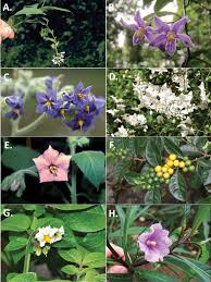 Image result for Solanum tettense