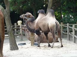 Camel rides | john ball zoo. Camelus Bactrianus Bactrian Camel In Bronx Zoo