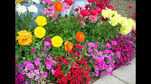 Feb 19, 2016 · one of the best annual cut flowers, zinnias bloom in a wide range of colors. How To Grow Winter Flowers For Texas Youtube