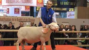 Mais les organisateurs s'adaptent néanmoins. Les Moutons Du Noyonnais Prives De Concours