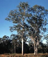 Image result for Eucalyptus tereticornis