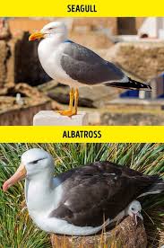 The home following the disposal of hmas albatross, the focus of the ran was to establish the seagull vs on. Similar Looking Animals Often Confused For One Another I Can Has Cheezburger