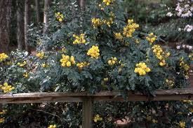 It is in leaf all year, in flower from april to may. Mahonia Aquifolium Landscape Plants Oregon State University