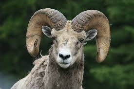 Aries Animal