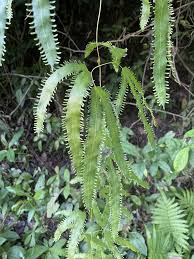 Image result for Lygodium