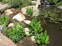 Plant Talk Nybg Bog Garden Pond Landscaping Ponds Backyard
