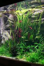 Ornek Bitkili Akvaryum Fotograflari Fresh Water Fish Tank Aquarium Tropical Fish Aquarium