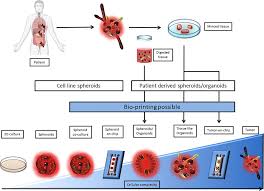 Animal models of cancer cell lines. Frontiers 3d Tumor Models And Their Use For The Testing Of Immunotherapies Immunology