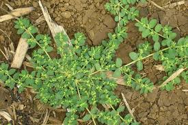 Image result for Euphorbia prostrata
