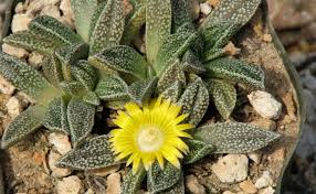 Image result for Nananthus