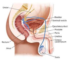 How often should you ejaculate? Why Fresh Sperm Is Best For Getting Pregnant