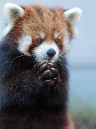 It S Everyone S Favorite Day Red Panda Monday Red Panda Cute Red Panda Cute Baby Animals