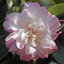 Camellia China Doll Garden Shrubs Flowers Beautiful Flowers