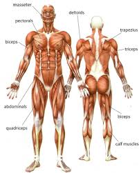 This muscle diagram is interactive: Human Boy Muscle Diagram Anterior And Posterior View