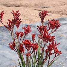 Image result for Anigozanthos