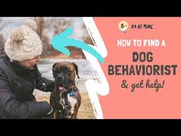 Learn how to develops your dog's hidden intelligence. Dog Boot Camps Are They Helpful Or Harmful