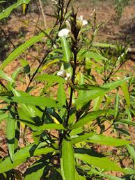 Image result for Justicia scandens