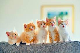 Please do one app for up to three cats. San Jose Animal Hospital