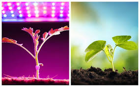 Maybe you would like to learn more about one of these? How Does The Color Of Light Affect Plant Growth