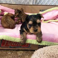 Las cruces, nm (lcr) lawton, ok (law) lubbock, tx (lbb) odessa / midland (odm). 63 Https Www Alleyyorkies Com Ideas In 2021 Yorkie Puppy For Sale Yorkie Puppy Teacup Yorkie Puppy