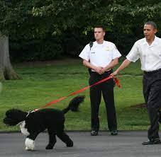 Aug 03, 2021 · barack obama trauert um hund bo er war in den vergangenen jahren so dicht dran an barack obama wie michelle und die beiden töchter: Weisses Haus Sunny Zweiter Hund Zieht Bei Den Obamas Ein Welt