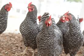 Mosquito bites can be very irritating as well as mites. How To Stop Chickens From Pecking Each Other In 3 Easy Steps Backyard Poultry