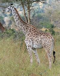 Composed of matt bigland (lead singer and guitarist), mike sheils (drummer) and jim cratchley (bassist). Giraffe Wikipedia