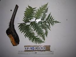 Image result for Cyathea cf. humilis