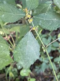 Image result for Triumfetta