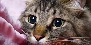 Dan hal ini ternyata di luar dugaan anda sebelumnya. 6 Arti Mimpi Kucing Yang Perlu Dipahami Bisa Jadi Pertanda Baik Merdeka Com