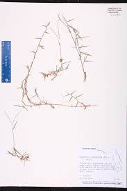 Image result for Digitaria longiflora