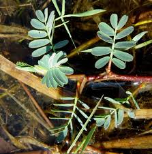 Image result for Aeschynomene fluitans