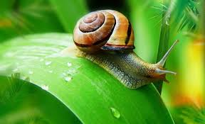 Do Animals Eat Onion Plants Ready To Diy