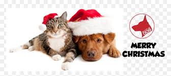 Choose from 20+ christmas dog graphic resources and download in the form of png, eps, ai or psd. Dog Cat Christmas Cartoon Christmas Dog And Cat Hd Png Download Vhv