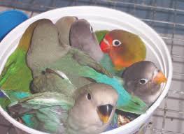 We did not find results for: Species Profile Lovebirds Hari