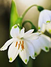 Charlotte Justus (Nee Preston)