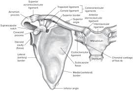 Two these kinds of diagram of shoulders can be obtained. Chapter 4 Shoulder Girdle Diagram Quizlet