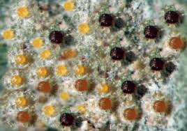 Image result for Uncinula necator