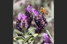 Shop for lavender seeds by the packet or pound. In The Garden Growing Lavender From Seeds Benefits From Simple Considerations