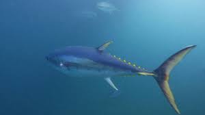 Southern Bluefin Tuna | Great Southern Reef
