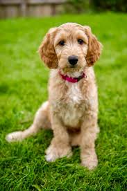 Look at pictures of cockapoo puppies in virginia who need a home. Cockapoo Puppies For Sale Ireland Iubdvmcorner