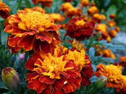 Image result for Tagetes patula
