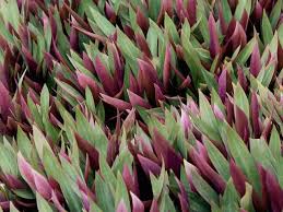 Tradescantia tricolor cute pink plant live, tradescantia, moses in the cradle, purple plant, tradescantia spathacea, rhoeo discolor tricolor. Rhoeo Giant Giant Moses In The Cradle Diaco S Garden Nursery