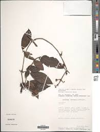 Image result for Rutidea