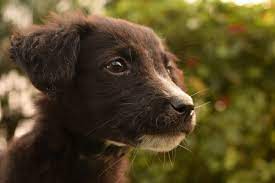 We did not find results for: Dogs For Adoption In Navi Mumbai