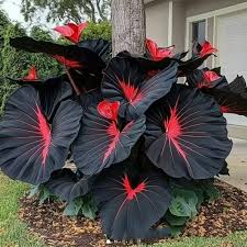 Image result for Caladium