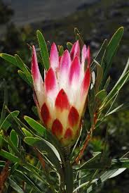 Image result for Protea angolensis