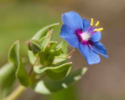 Image result for Myrsinaceae