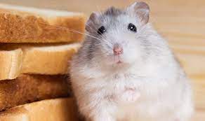 Seperti kandungan karbohidrat, protein, lemak, serta berbagai macam vitamin. 14 Jenis Makanan Yang Tidak Boleh Dimakan Hamster Peliharaan Pintarpet