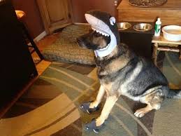 How long do german shepherds live? K9 Kota Land Shark Love K9 Kota Dog Photos Cute Animals Gsd